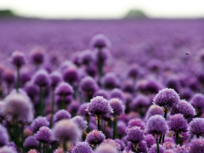 56 Enchanting Baby Names That Mean Purple for Boys & Girls